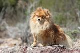 SPITZ ALLEMAND 302